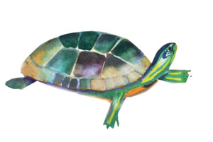 Tadeo Turtle